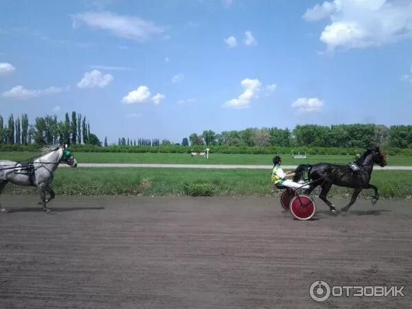 Погода в восходе новокубанском. Новокубанск конезавод. Хреновской ипподром. Хреновская школа наездников общежитие. Лошади фото Хреновского конного завода.