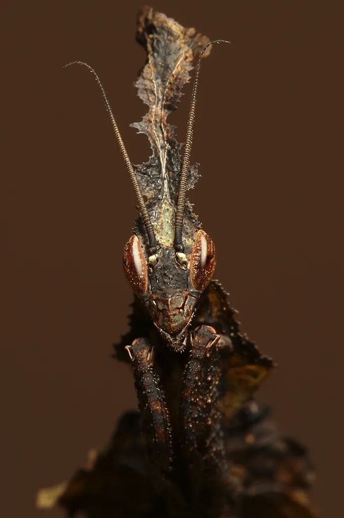 Богомол призрак. Богомол Phyllocrania paradoxa. Ghost Mantis д6. Богомол призрак черный.