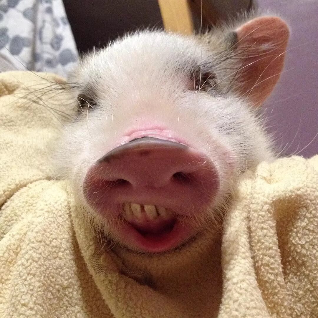Смешные свинки картинки. Минипиг кабанчик. Мини Пигги Свинка. Свинья улыбается. Милый поросенок.