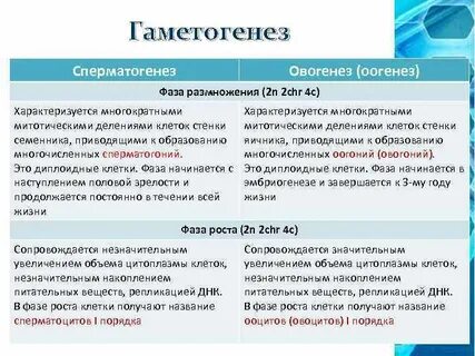 Отличия овогенеза от сперматогенеза таблица