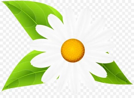 Ромашки картинка для детей на прозрачном фоне