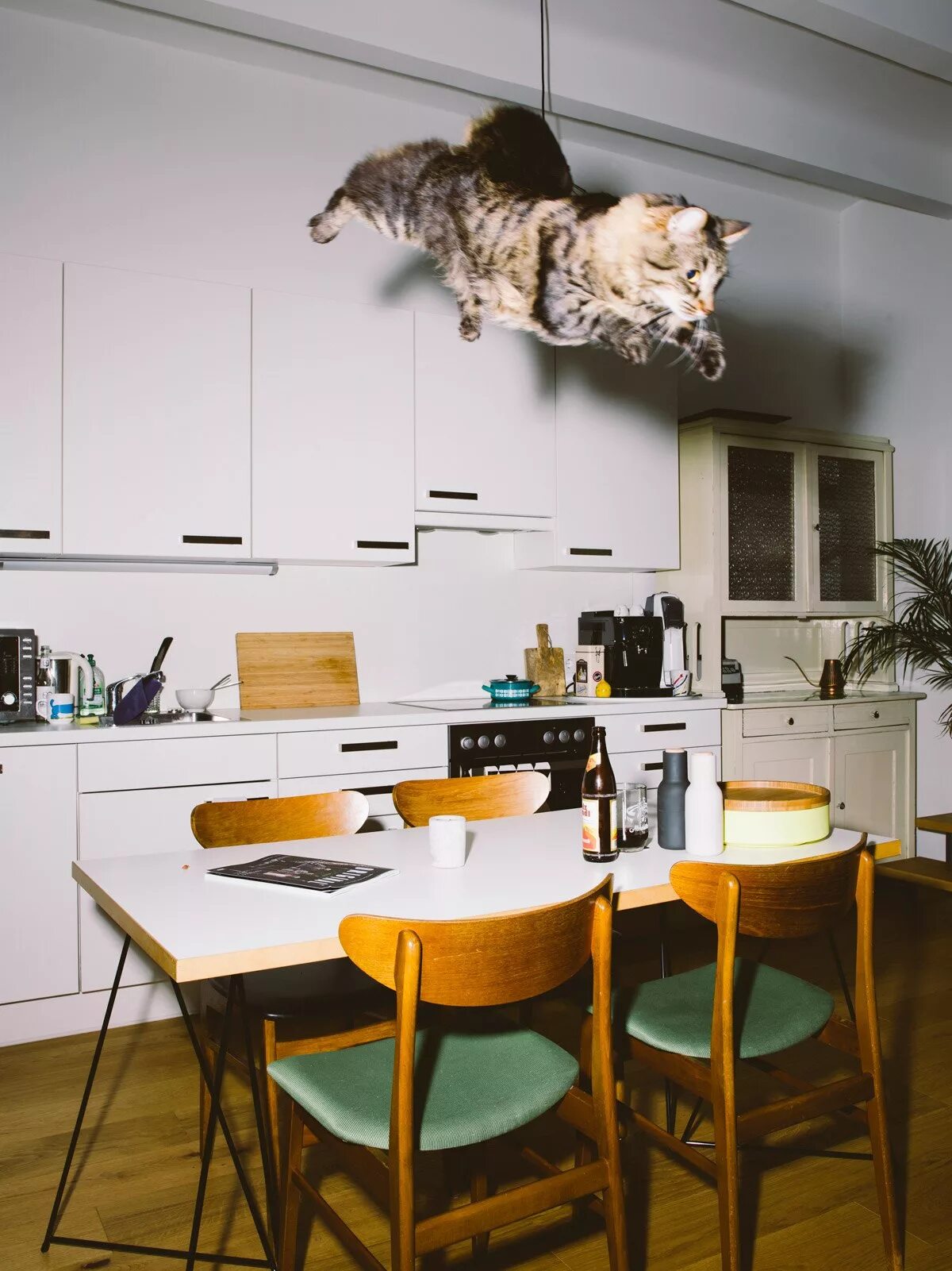Интерьер с котами. Кот в квартире. Кот в интерьере. Дом для кота. Кажется что дома кот