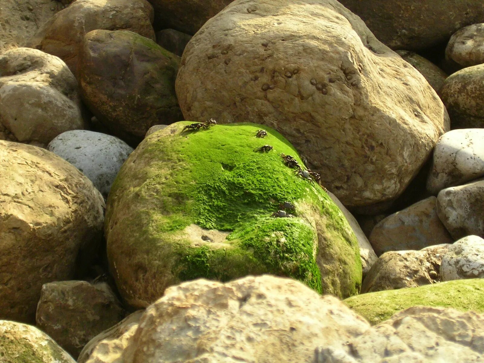 Со stone. Камень покрытый мхом. Мох на Камне. Валун со мхом. Замшелый камень.