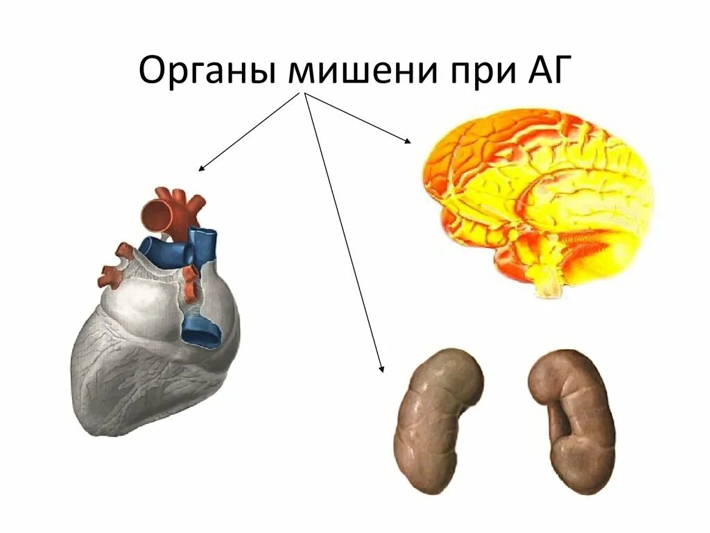 Органы мишени при артериальной. Гипертензия органы мишени. Органы мишени артериальной гипертензии. Гипертоническая болезнь органы мишени. Поражение органов-мишеней при артериальной гипертонии.