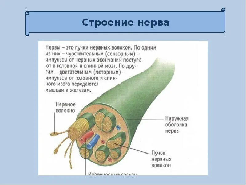 Внутреннее строение нерва. Строение нерва. Нервы строение. Структура нерва. Нерв анатомия.