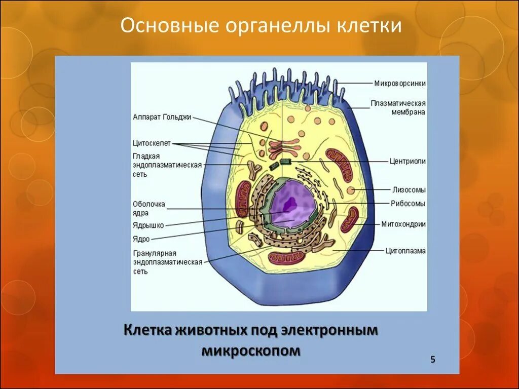 Органоиды клетки животного. Строение клетки клеточные органоиды. Функции органелл клетки рисунок. Функции клеточной органеллы рисунок. Внутренняя среда клеток органоид