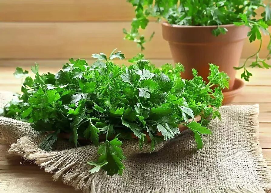 Листик петрушки. Петрушка кудрявая. Stem of parsley micropreparation. Зелень кинза (кориандр). Петрушку можно.