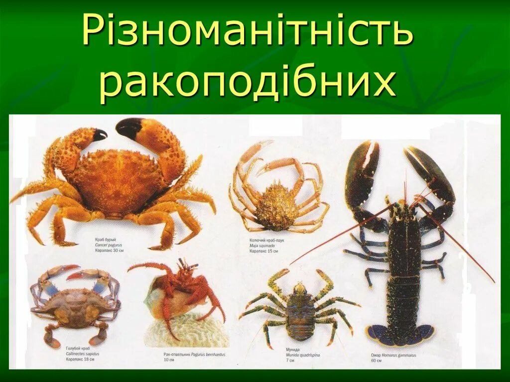 Жизнь животных членистоногие. Низшие членистоногие. різноманітність ракоподібних. членистоногие животные названия. водные членистоногие представители.