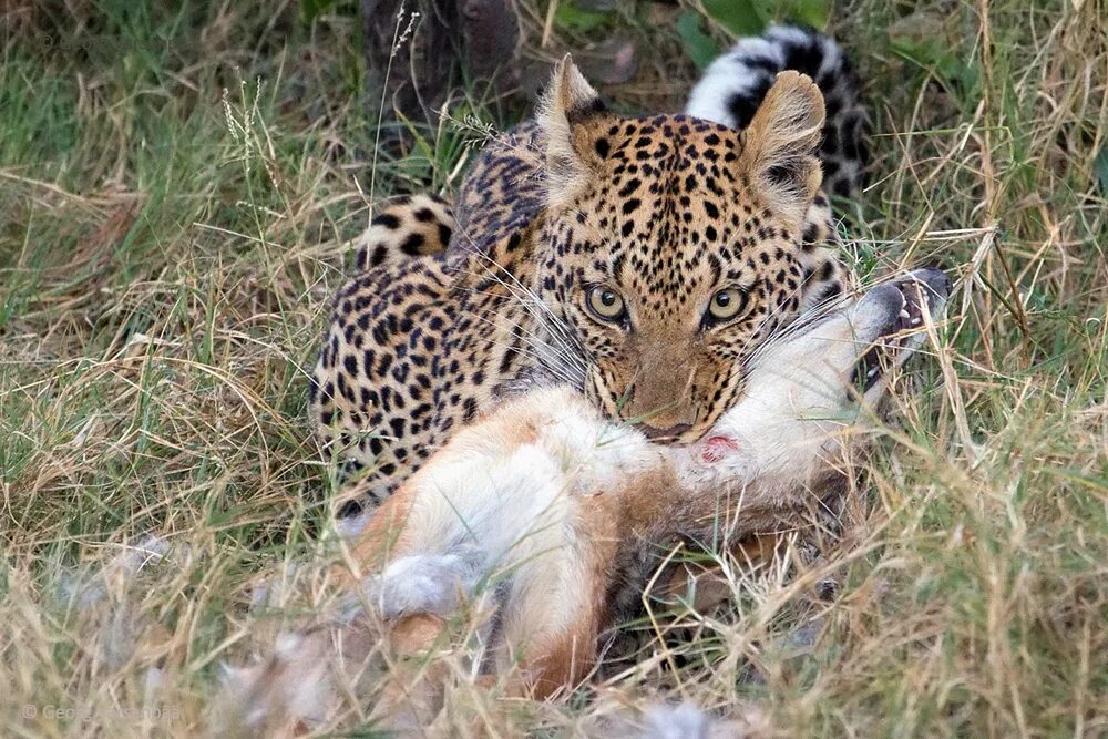 Гепард охотится. Бегемот кушает траву. Гепард охотится. Гепард хищник. Закаспийский гепард.