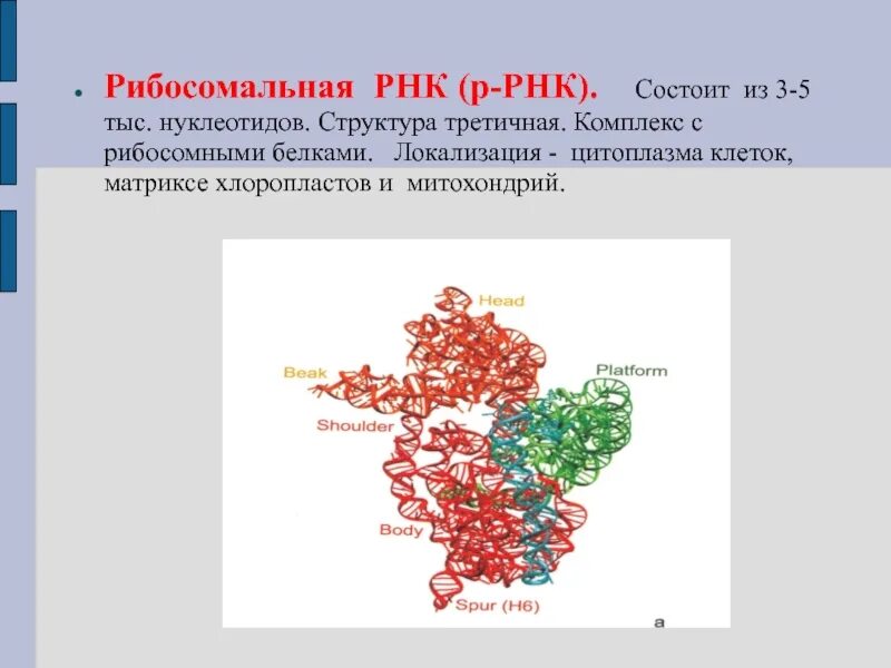 Размеры рнк. Структура рибосомальной РНК. Третичная структура рибосомальной РНК. Рибосомная РНК функции. Функция рибосома РНК.