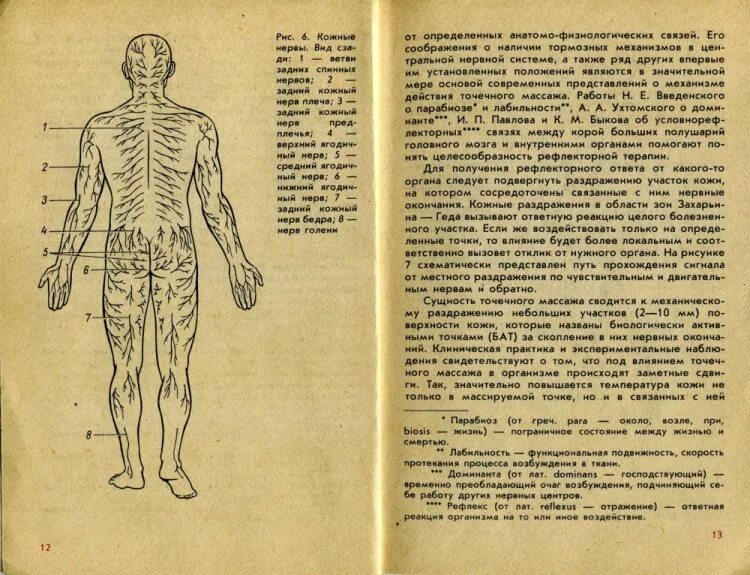 Точечный массаж спины. Точки на теле человека для массажа. Точечный массаж позвоночника. Точки на теле для массажа на спине. Нервные точки на спине.