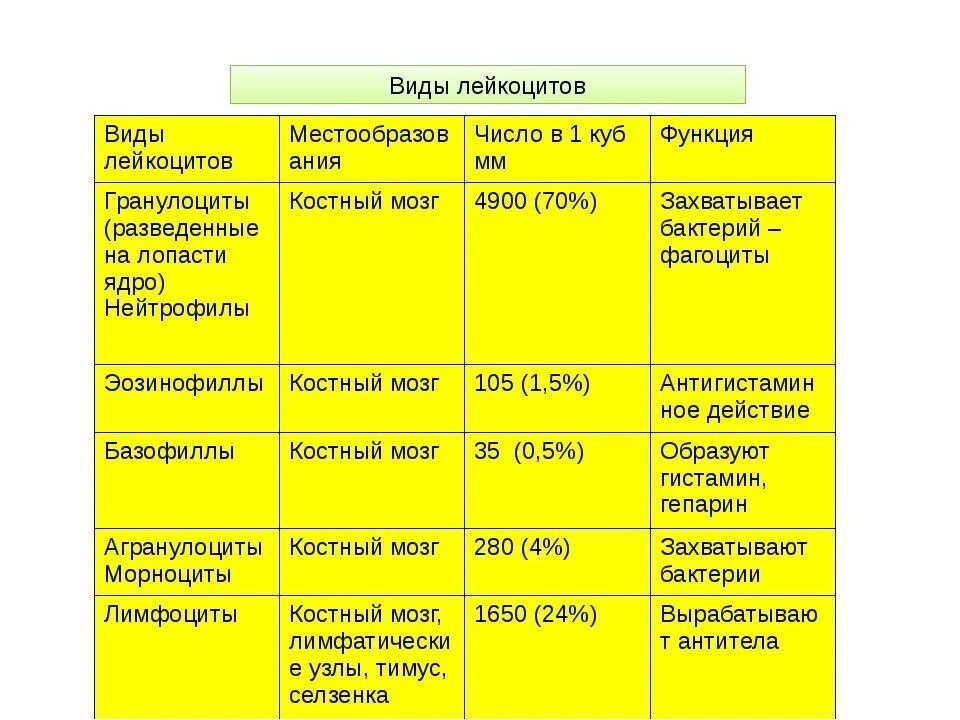 Функции различных видов лейкоцитов. Виды лейкоцитов и их функции таблица. Таблица типы зернистых лейкоцитов. Характеристика различных видов лейкоцитов таблица. Величина лейкоцитов человека