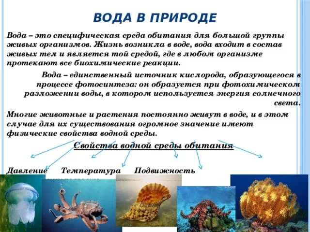 Особенности организмов в водной среде обитания. Среда обитания. Доклад о среде обитания вода. Презентация на тему водная среда.. Живые организмы водной среды.