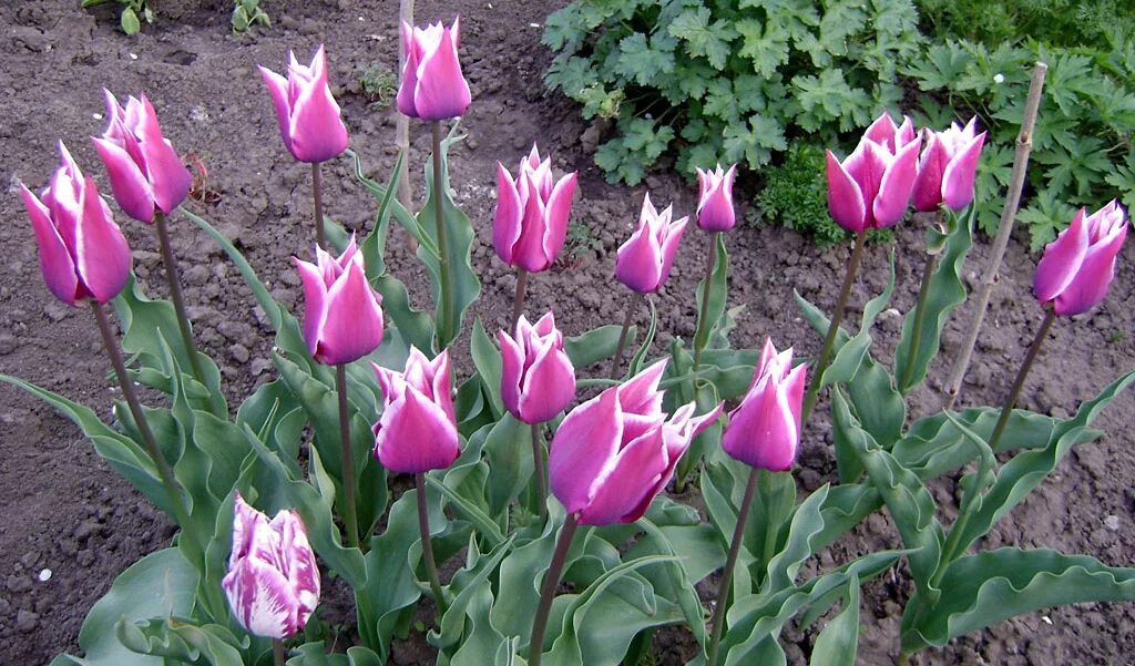 Авито краснодарский край тюльпаны. Тюльпан Клаудиа. Тюльпаны лилиецветные Клаудиа. Тюльпан Клаудия (лилиецветный). Сорт тюльпана Клаудиа.