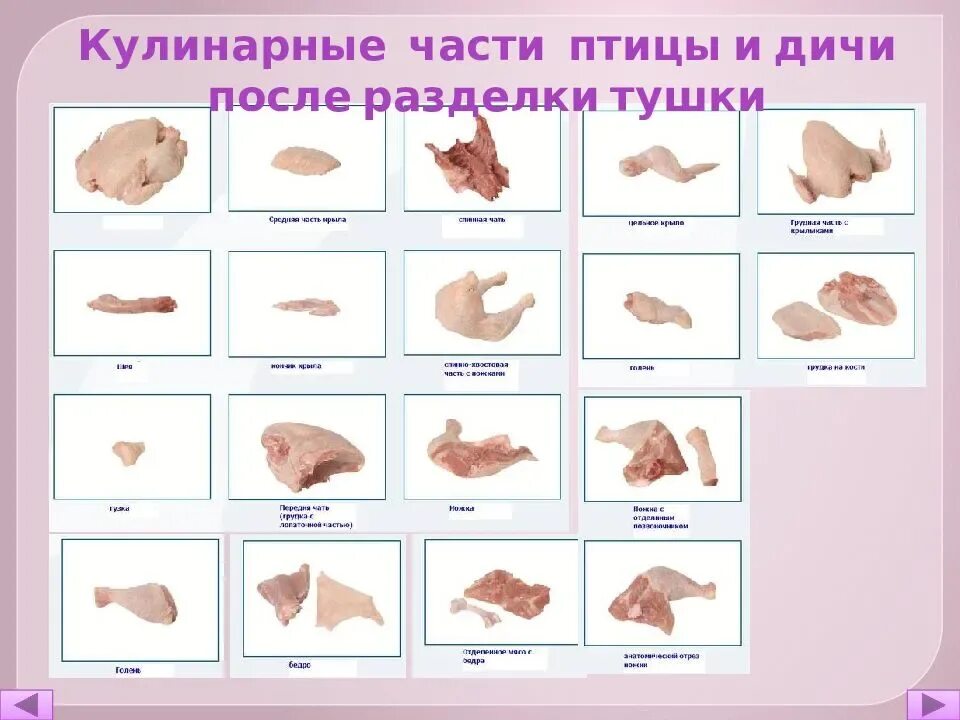 Схема обработки птицы. Первичная обработка птицы и дичи. Части тушки курицы. Потрошение тушки дикого кролика. Разделка дичи.