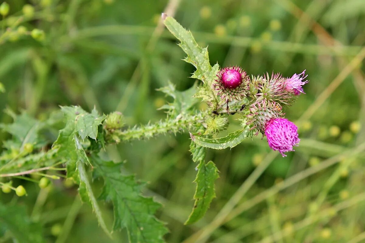 Интернет магазин репейник. Репейник киржач. Интернет магазин репейник. Лопух паутинистый репейник. Репейник.
