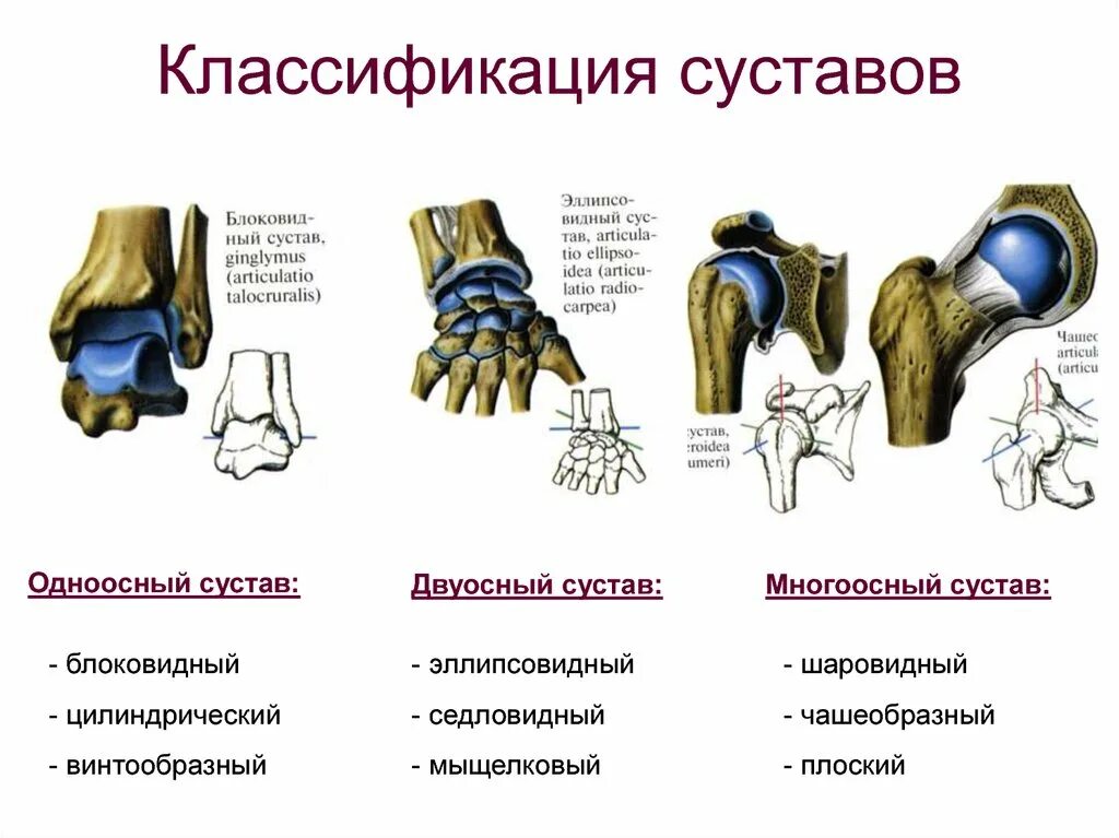 Какие есть суставы. Классификация суставов по форме. Суставы одноосные двухосные трехосные. Классификация суставов анатомия. Одноосный двуосный многоосный сустав.