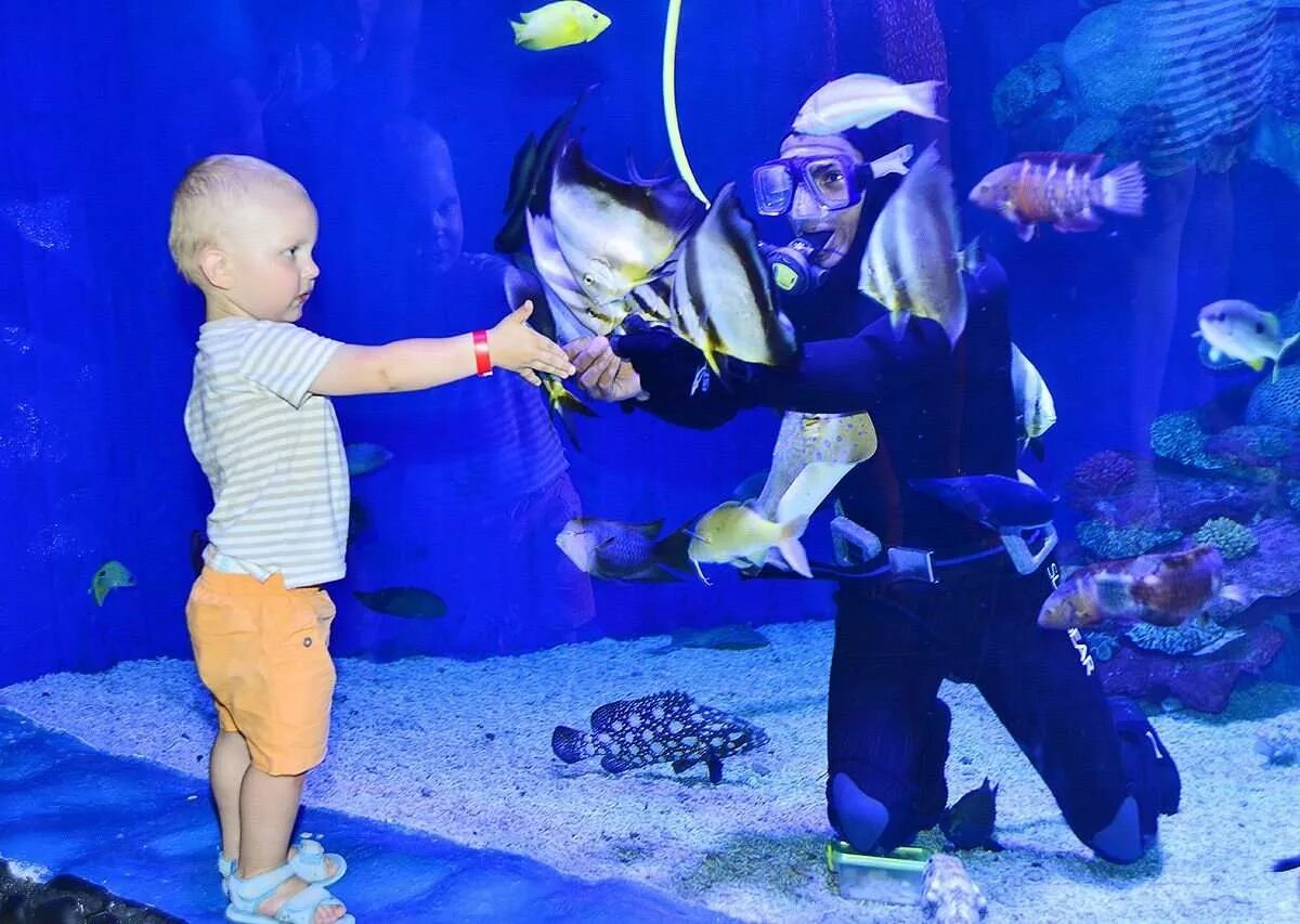 Grand Aquarium Хургада. Океанариум в Египте Хургада. Океанариум «Гранд-аквариум» в Хургаде. Биг аквариум Хургада. Океанариум хургада