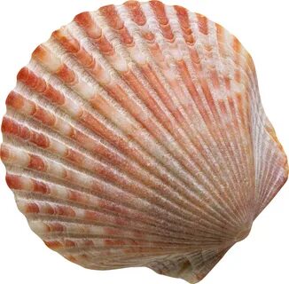 Png Photo, Conch, Png Images, Sea Shells, Clip Art, Clips, Fishing, Ocean, ...