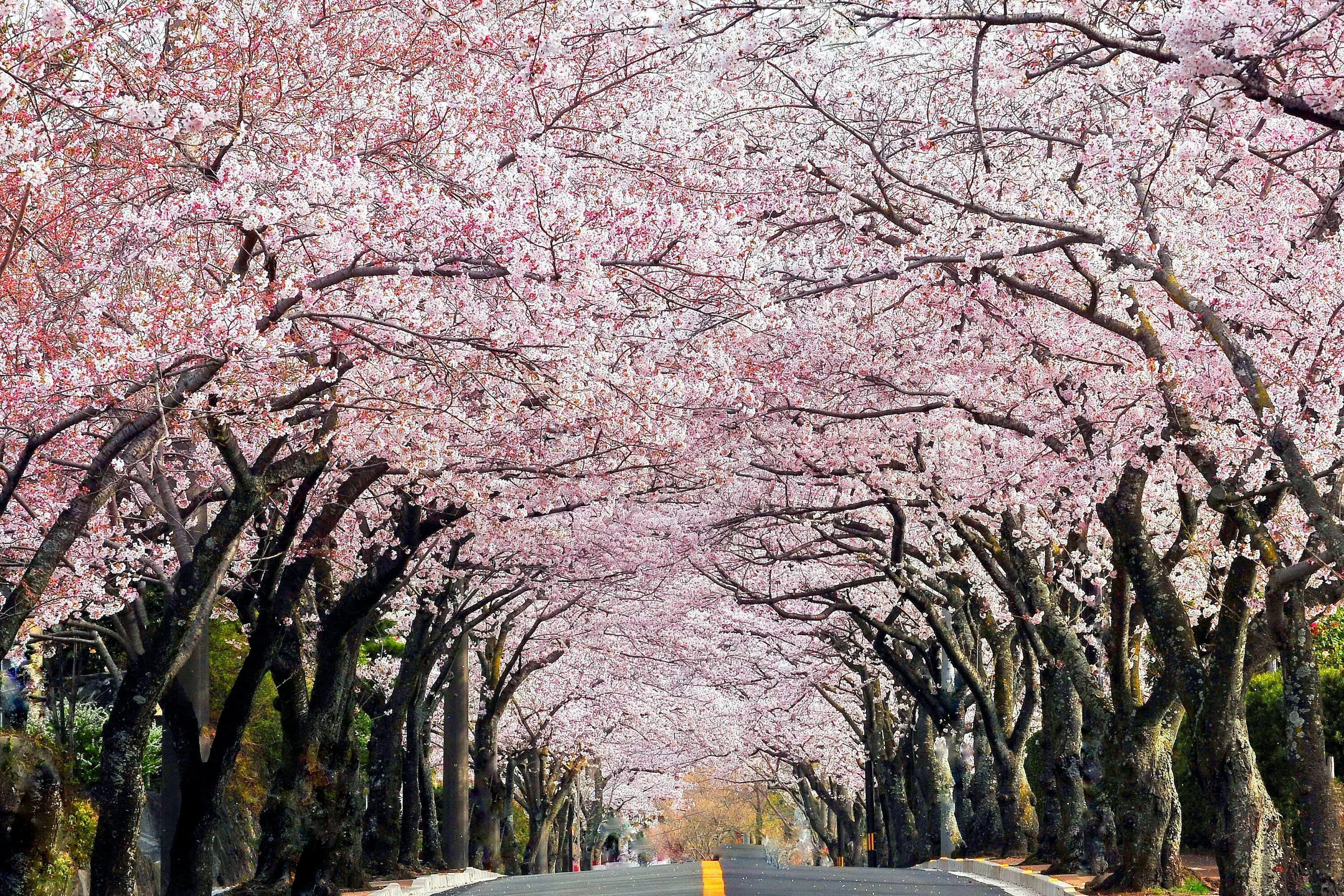 Никко весной. Цветущие вишни аркой. Цветущая вишня на дороге Тальмачжи. Japanese blossom