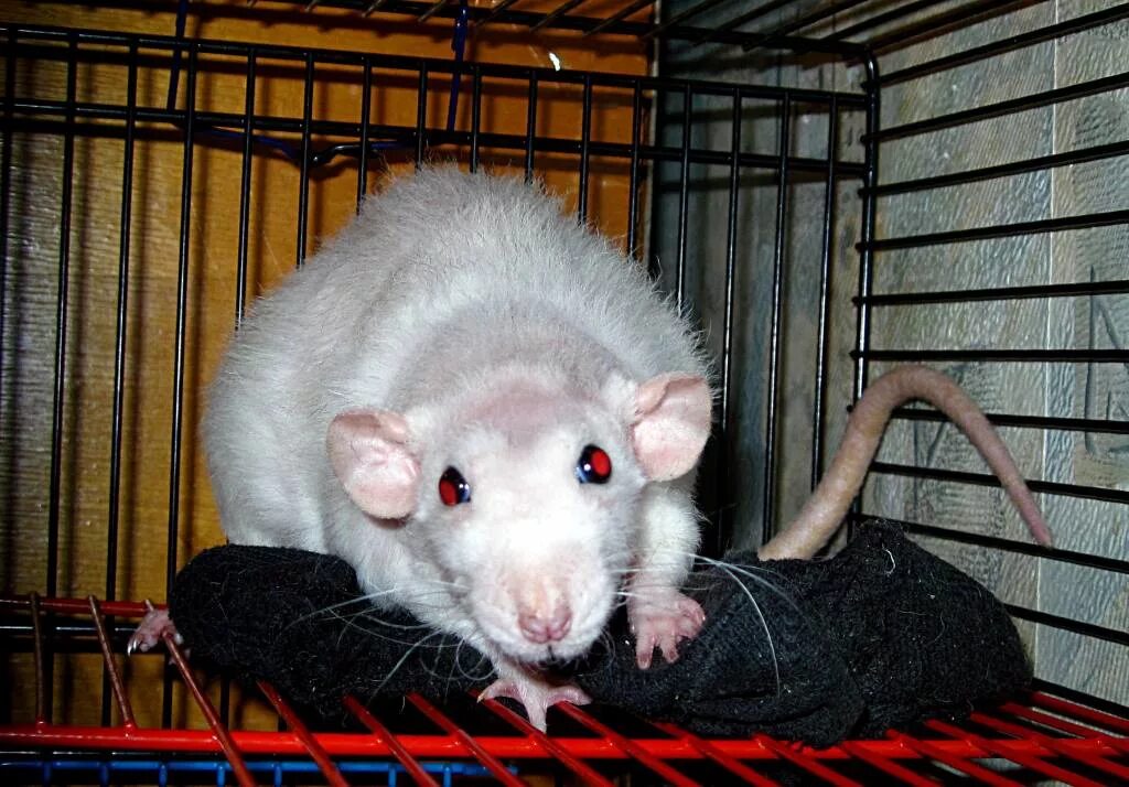 Крыса дамбо белая с красными глазами. Крыса дамбо альбинос. Животные криса. Белая крыса. Белая крыса альбинос.