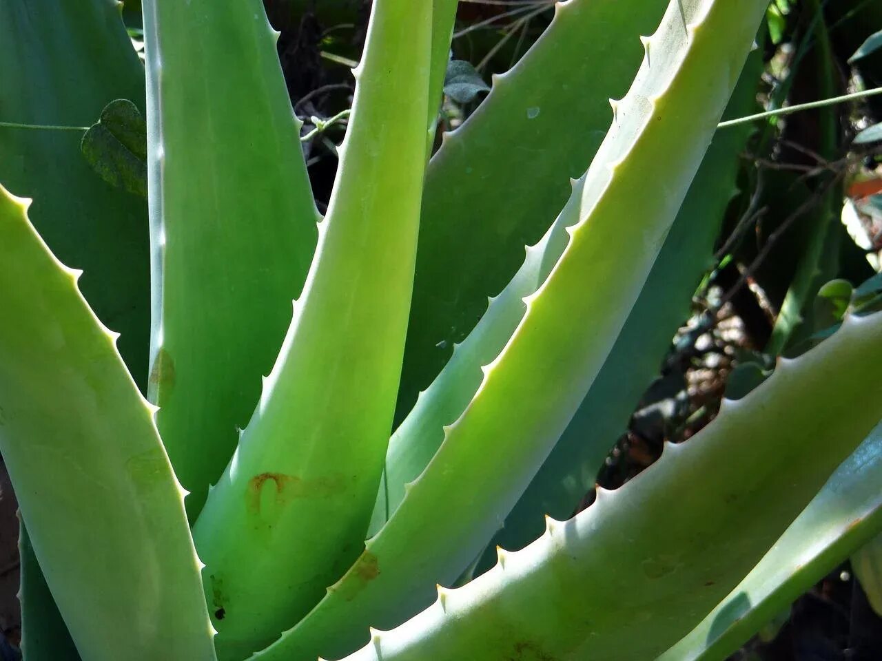 Алоэ Ланца. Aloe Vera barbadensis Miller. Алоэ южное