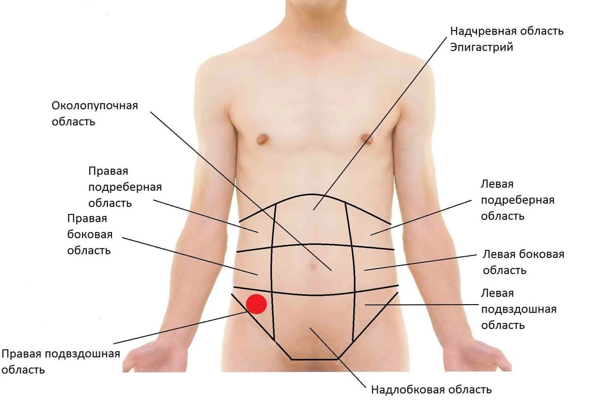 Боль в животе тянет ноги. Эпигастральной (подложечной) области. Орган в левом боку снизу спереди. Что находится под левым ребром сбоку. Болит справа сбоку внизу.
