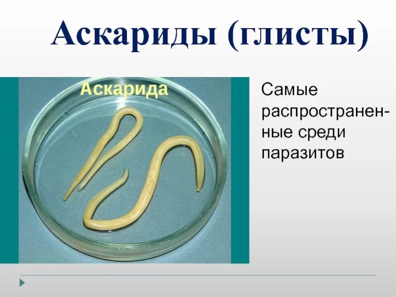 В каком органе обитает взрослая особь аскариды. Круглые черви аскарида человеческая. Человеческие черви аскариды паразитические. Аскариды ленточные черви.