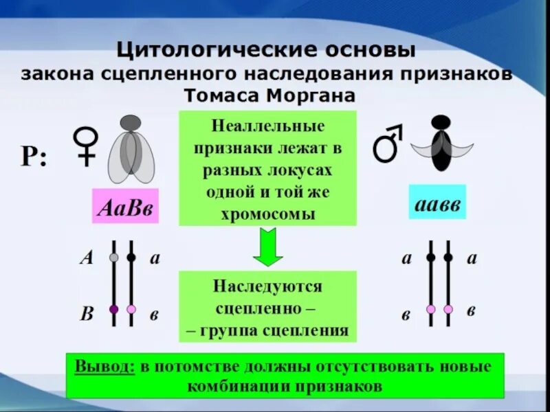 Закономерности наследования т. Моргана. Сцепленное наследование признаков. Задачи на сцепленное наследование. Решение задач на сцепленное наследование. Теория сцепленного наследования