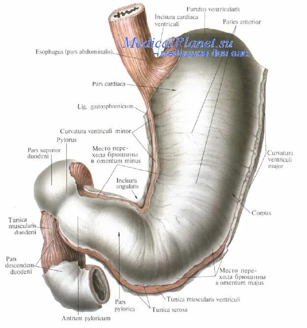 Задняя стенка желудка анатомия. Топография и строение стенки желудка. Строение желудка анатомия части. Сфинктер латынь