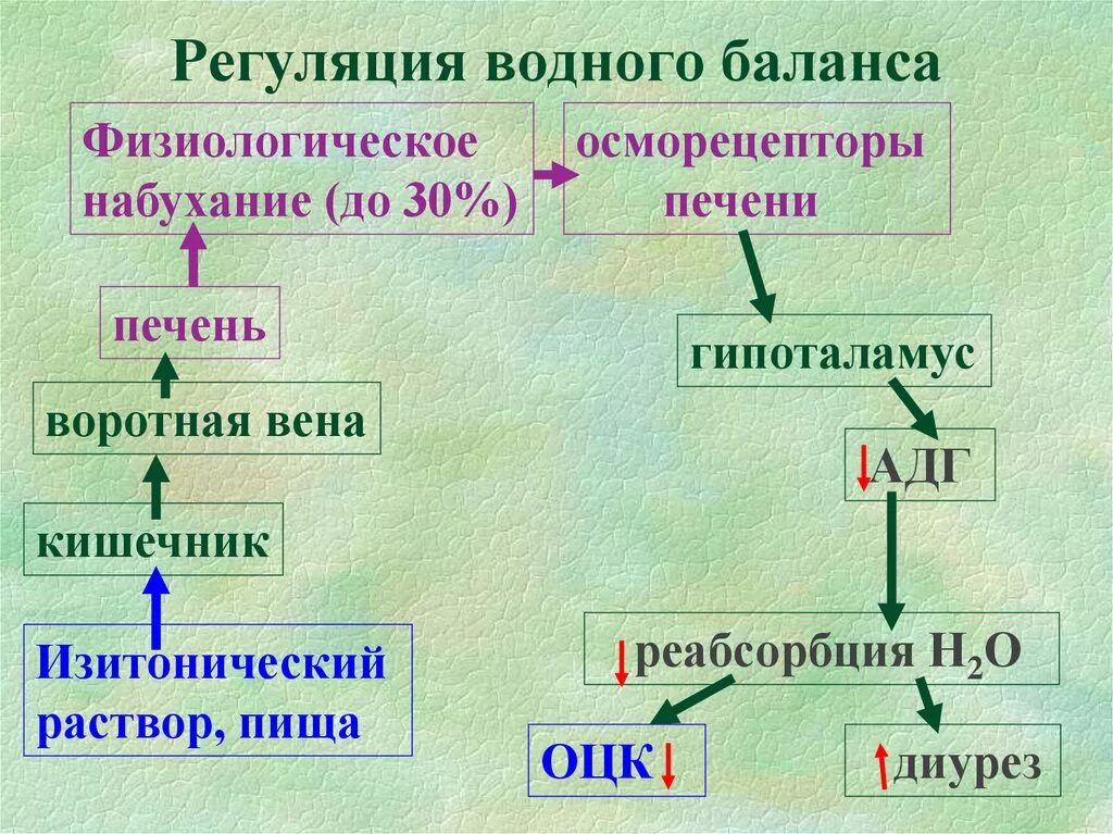 Регуляции водно солевого обмена в организме человека. Регуляция водного баланса. Регуляция водного баланса схема. Механизмы регуляции водного баланса. Регуляция водного баланса в организме человека.