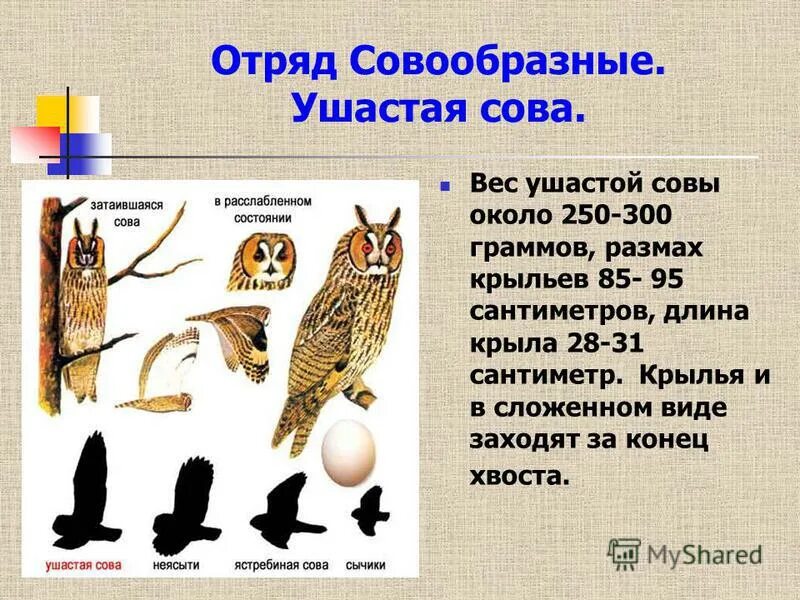 Описание филина. Филин птица красная книга. Сова в хлебе. Масса филина. Птицы югры.