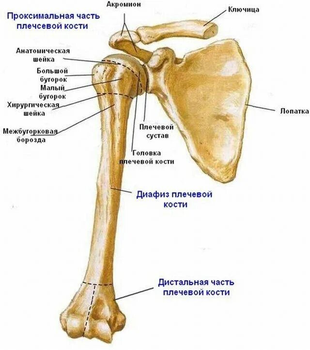 Верхняя кость плеча