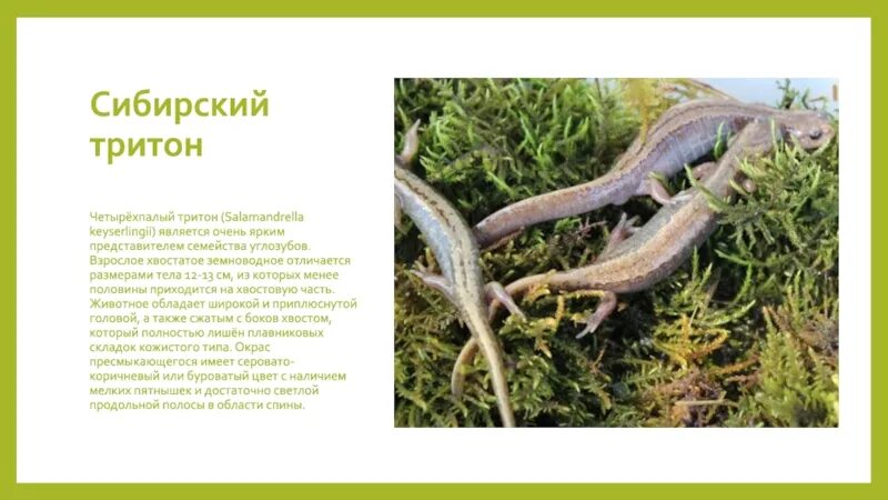Тритоны значение. Тритон презентация. Семейство сибирского тритона. Тритоны значение. Класс земноводные отряд хвостатые.