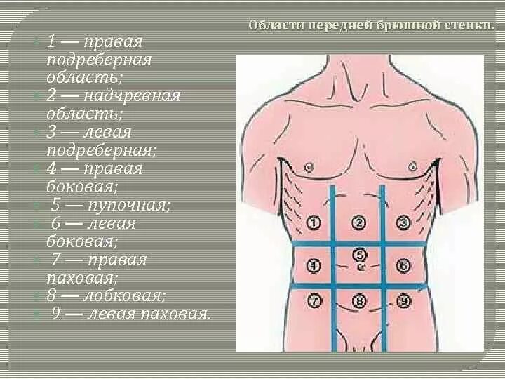 9 областей живота. Правая подреберная область живота латынь. Правая подреберная область живота анатомия. Области передней брюшной стенки. Области передней стенки живота.