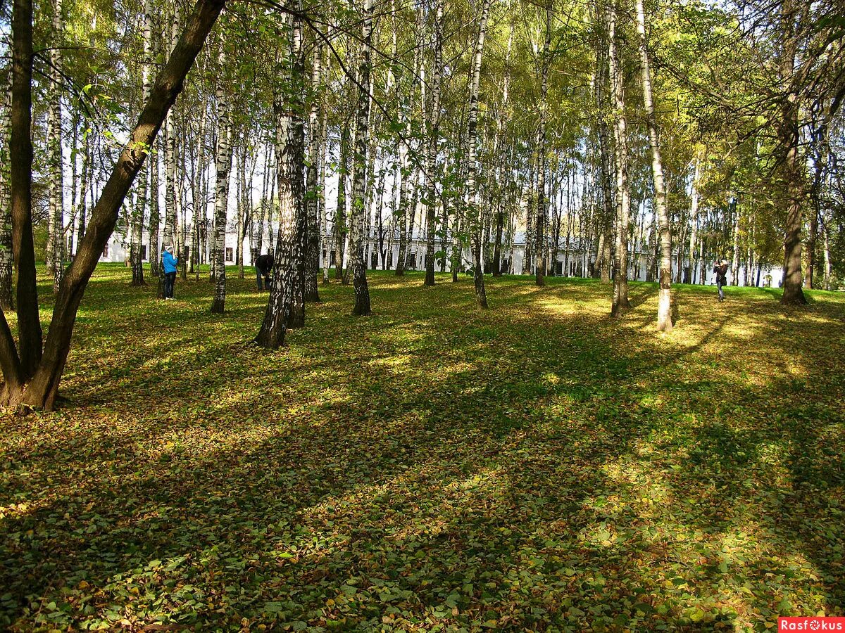 Д шмаринов дубровский. Роща дубровский. Парк дубовая роща йошкар-ола. Протест дубровского против беззакония. Деревня кистеневка пушкин.