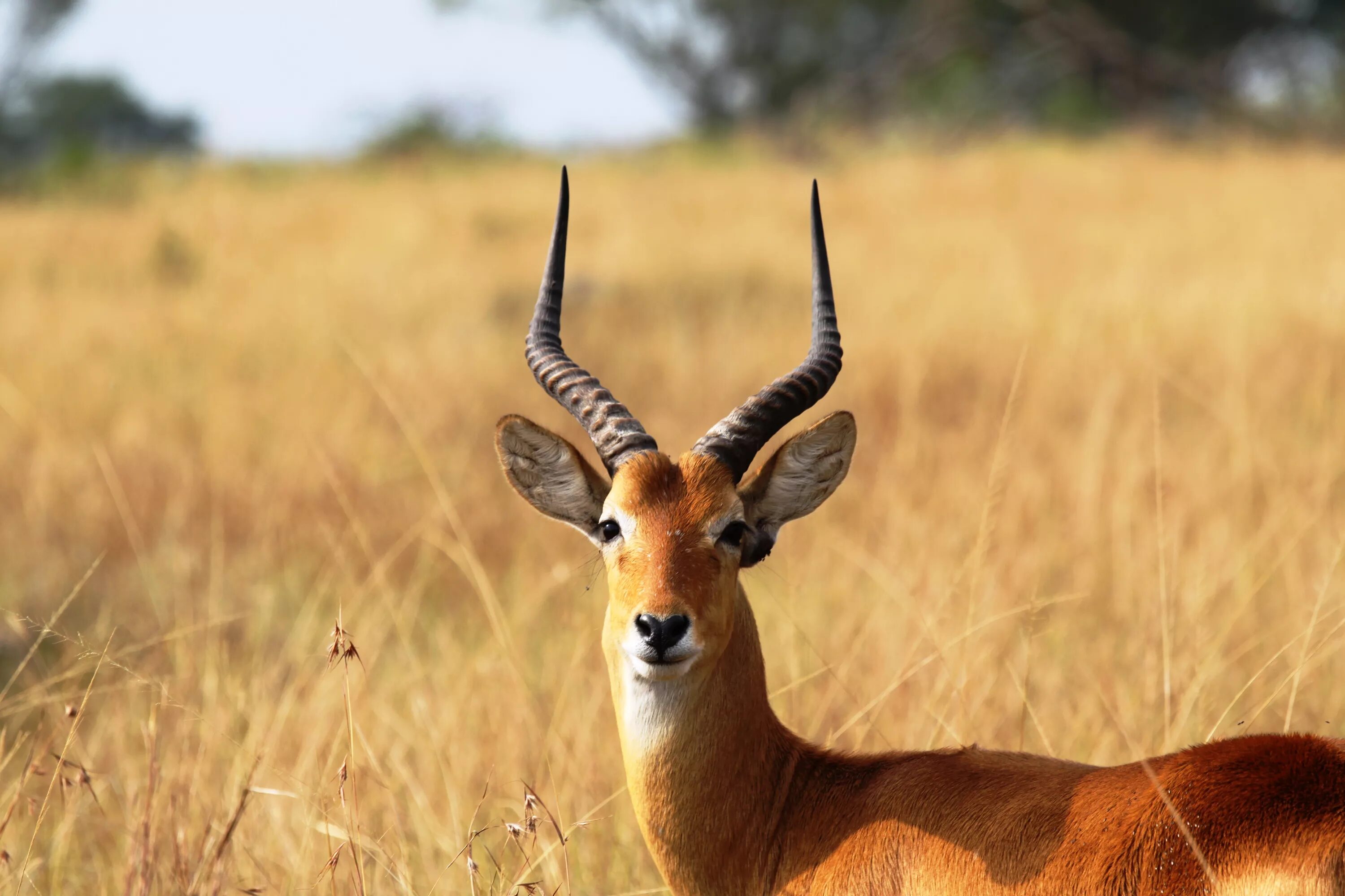 Антилопа в саванне. Газель антилопа. Антилопа гну импала. Антилопа в саванне. Газели и антилопы африки.
