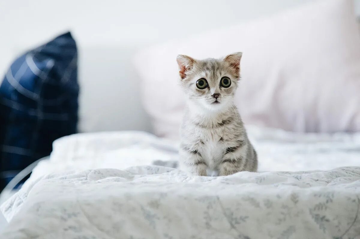 The cat is on the bed