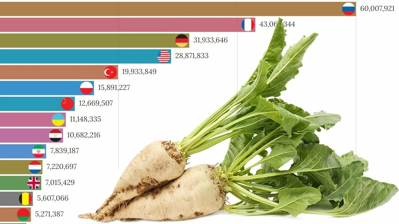 Свекла страны производители. Сорт сахарной свеклы Рамонская 06. Страны производители сахарной свеклы. Где выращивается сахарная свекла. Крупнейшие производители сахарной свеклы.