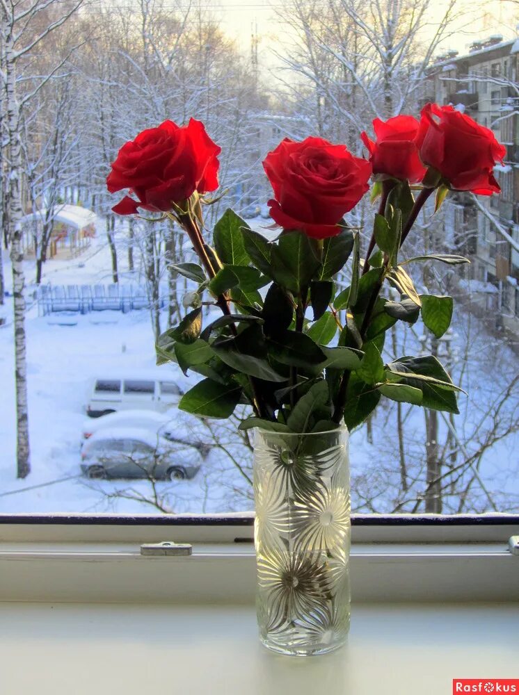 домашние розы зимой