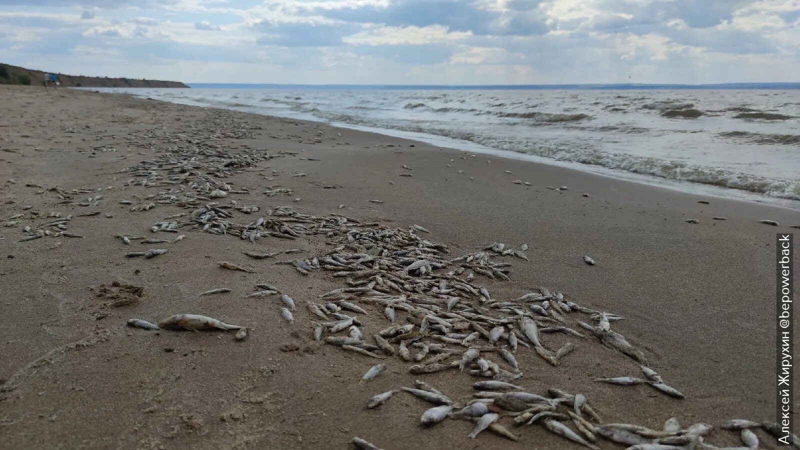 Погибло много рыбы. Дохлая рыба на берегу Волги.