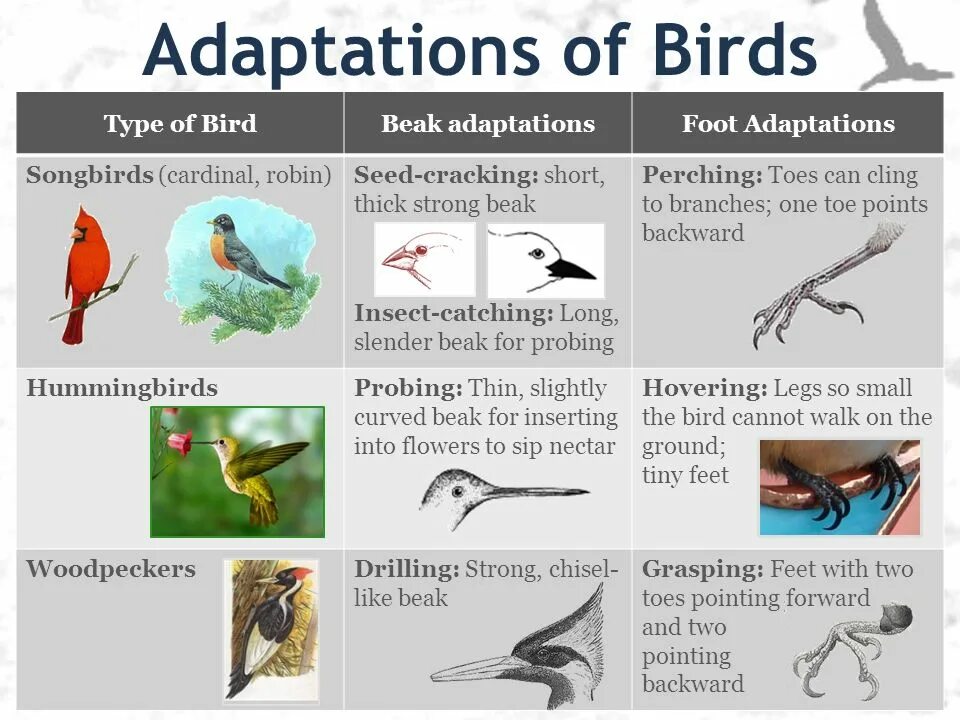 Организация BIRDLIFE. Facts about Birds. Interesting facts about Birds. BIRDLIFE International вымирание видов.