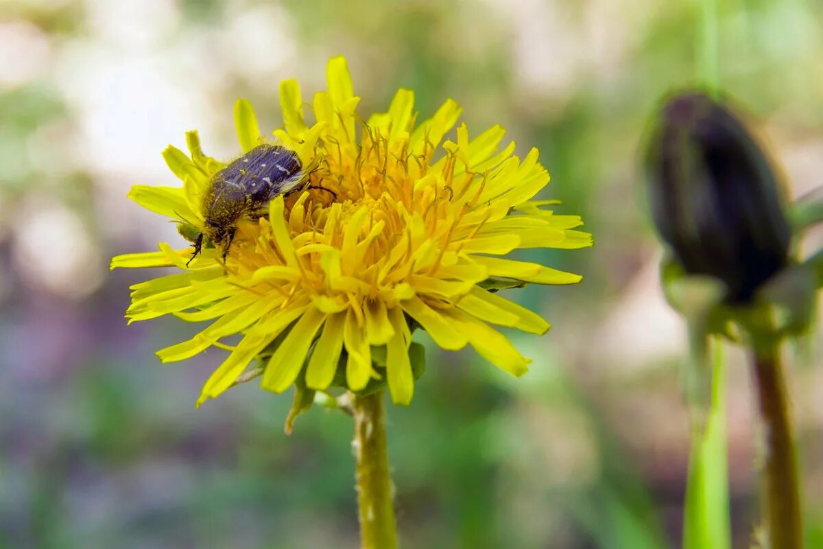 жук присел на одуванчик. жучок на одуванчике. насекомые весной. жук на одуванчике. жук на одуванчике рисунок.