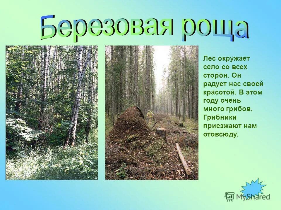 Буковые леса чечни. Роща и лес разница. Березовая роща криволучье тула. Роща чаща и свеча. Урочище мережкино.