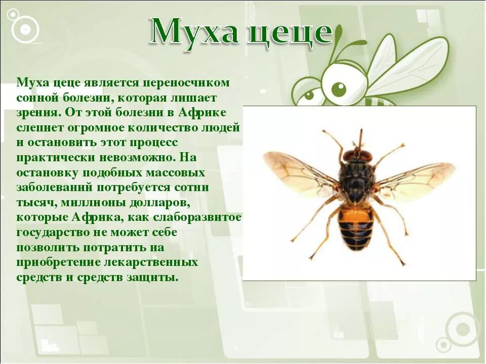 Насекомые вызывающие заболевания. Опасные насекомые Муха ЦЕЦЕ. Муха ЦЕЦЕ переносчик заболеваний. Муха ЦЕЦЕ возбудитель заболевания. Муха ЦЕЦЕ переносчики заболеваний человека.