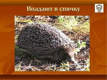 Хамелеон впадает в спячку