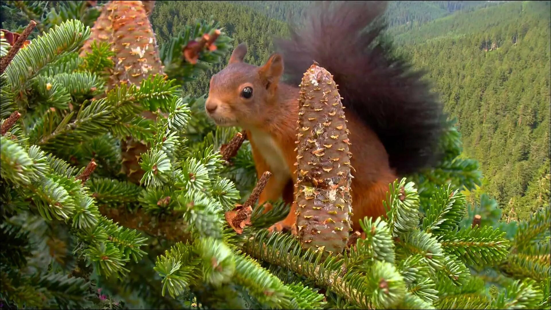Белка на елке. Белка на сосне. Белка на елке. Белка на ветке. Белка на еловой ветке.