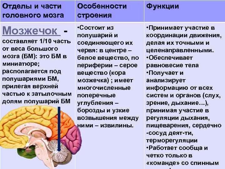 Структура мозга человека и функции. Головной мозг отдел мозга функции. Функции отделов головного мозга биология 8 класс. Таблица головной мозг отделы головного мозга строение функции. Биология 8 класс строение головного мозга продолговатого мозга.