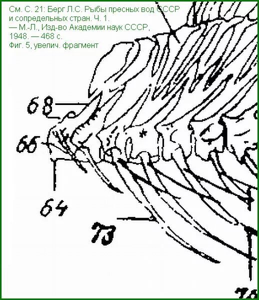 строение рыбы для дошкольников. внутреннее строение костистой рыбы плавательный пузырь. внутреннее строение строение костной рыбы. есть ли у рыб шея. позвонки туловищного отдела рыбы.