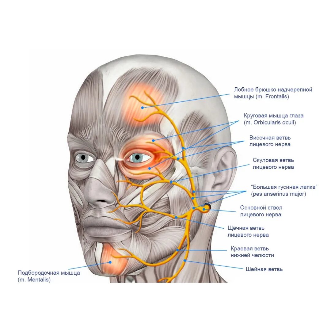 Карта лицевых нервов. Лицевой нерв иннервирует мышцы лица. Лицевой черепно мозговой нерв. Иннервация мышц шеи лицевым нервом. Иннервация тройничного и лицевого нерва.